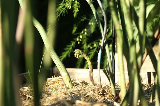 Garden to table: Using chopped hemp is mulch better than the alternatives