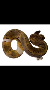 For more info on these just added and more see our website: http://djballpythons.co.uk | D & Jo's Ball Pythons