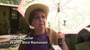 12K views · 67 reactions | WATCH OUT! A very aggressive hawk is...