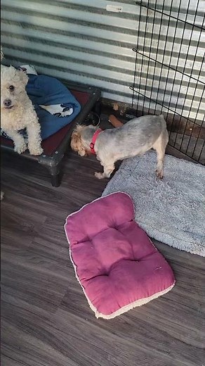 Carter Jerry Marie Madeline Kennel Intro Terrier Mix