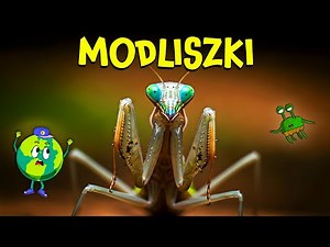 Modliszka: Kosmita w Twoim Ogrodzie | Film Edukacyjny Dla Dzieci
