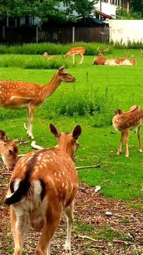 Watch a touching moment in the wildlife of Munich! 🦌 #animals #germany #shortvideo #short #deer