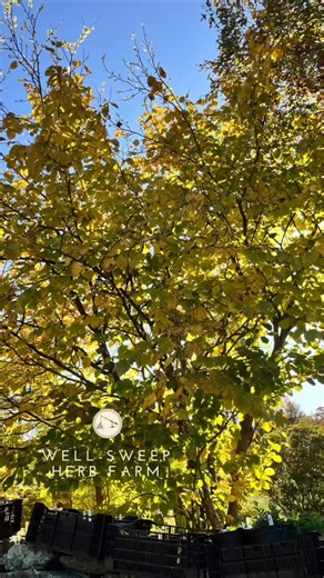 27 reactions | Another spooky plant for Hallowe’en - Witch Hazel! Our...