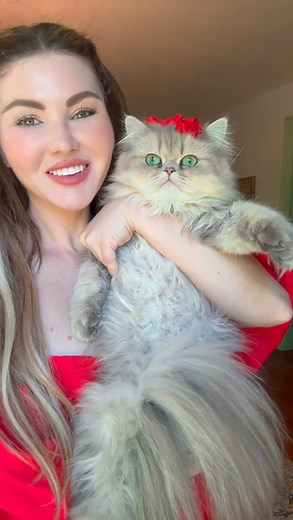 6.7K views · 92 comments | Did you know that Persian cats are perfect lapcats. #bluegoldenpersian #persiandollface #persiancats #bluegoldenpersiancat #catmomlife #catmommy #catladylife #catladytribe @plush_dollface_persians | Plushdollfacepersians | Facebook