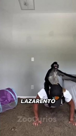 Meet the dumbest monkey in the WORLD #animal #curiosity