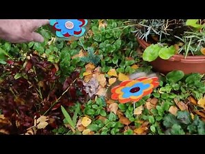 The garden falls asleep for the winter