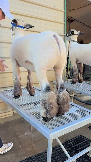 Leg day💪🏻#legday #sheep #showsheep #lambs #showlamb #livestock #livestockshow #stockshowlife #showingsheep #livestockkids #satisfyingvideo #routine #fyp #animals #trending #viralvideo