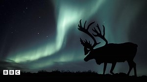 Arctic reindeer numbers fallen by more than half