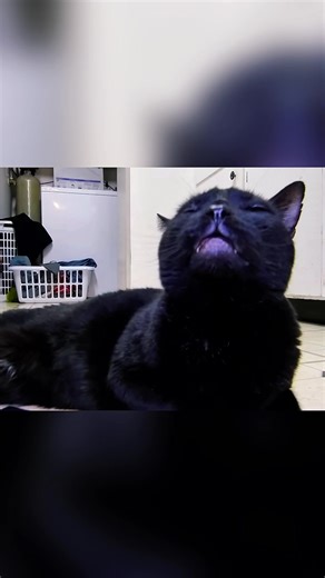 Talking Kitty Cat: Hilarious Feline Humor Unleashed