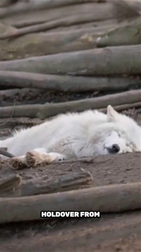 The Truth About Why Your Dog Sleeps Curled Up In A Tight Ball #shorts #viral #dog