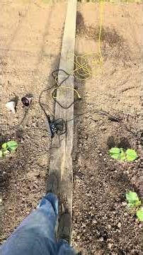 Pumpkin plant update.