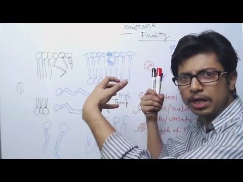 Cell Membrane Fluidity | Role of cholesterol