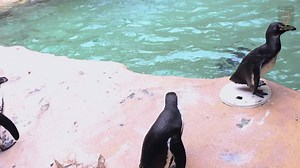 14K views · 1.1K reactions | PENGUIN FEEDING SNEAK-PEEK : Stop by Penguin Cove at 10:30 am every day this month (weather permitting) to see a special "forage feeding." A forage feeding is where zoologists toss tons of yummy fish into the water for the penguins to dive in and catch. Our penguins LOVE this, and it's very fun to watch! | Dallas Zoo | Facebook