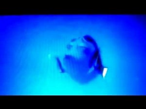 Finding nemo - I shall call him squishy