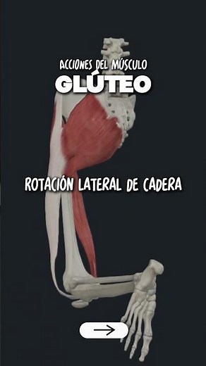🍗 DAY 3 / 600 · GLUTEUS MAXIMUS MUSCLE