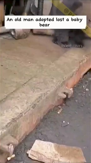 The old man adopted a bear cub that lost its mother, and a surprise for him after it grew up! #животные #الحيوانات #animals #animalsoftiktok #animalsrescue #bear | Rescue Bear