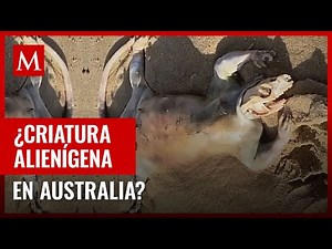 Criatura alienígena encontrada en Australia: El misterio que fascina a todos