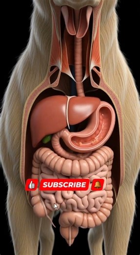 Inside a Dog’s Stomach 🐕 | Digestive System Animation Explained