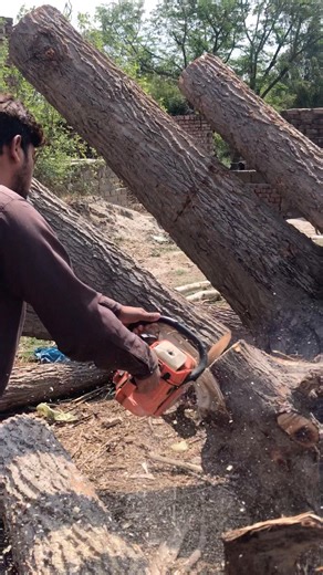 Chain Saw 🪚 Cutter, ST CHINE 🪚🛒🌴 #stihl​ #machine​ #tree​ #farming​​ #chainsaw​ #viral