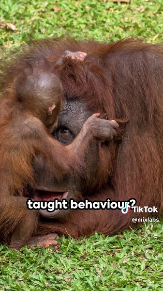 Orangutans: Nature's Tool Masters in the Wild