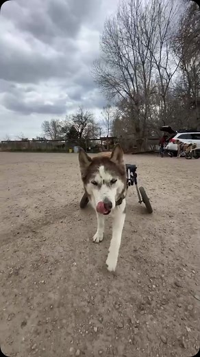 578 reactions · 29 shares | Achoo! Is it allergies or excitement for...