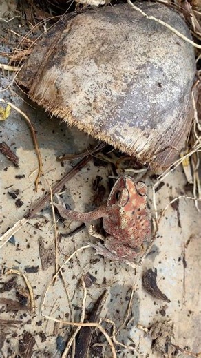 Brick‑red garden toad 🐸 #shortsfeed #toad #frog #nature