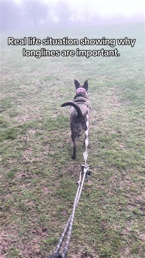 Real life situation of why longlines are important, if you have your dog off lead and it ran up to that small little old dog it could’ve scared it to death…. You really need to be mindful of those around you. The owner was super grateful that I got Tash to sit and wait while they past because they deserve to have a nice walk too. Don’t just use the excuse “aw it’s ok they are friendly” because what if the other dog isn’t? And what if it’s old and your dog could literally scare it to death…. Just