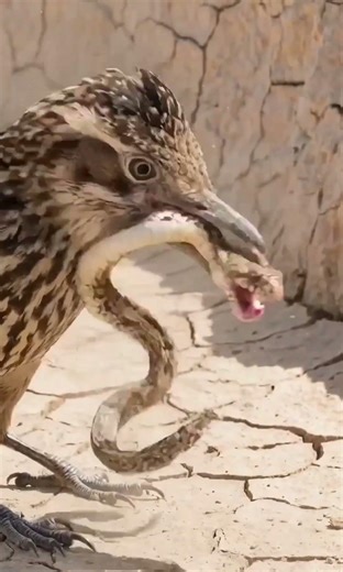 Road Runner vs Rattle Snake