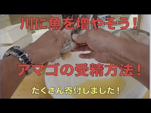 アマゴの採卵受精