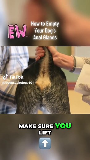 Yes, it’s gross. Yes, you can do it. Anal glands: lift tail, locate glands, gently milk outward. Pain/swelling = vet. #DogGrooming #doghealthcaretips #stansocialsprint #standaretopost @Stan