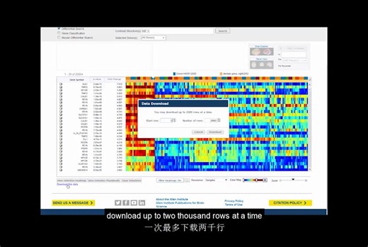 Allen Brain热图解析
