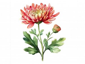 Chrysanthemum Clipart PNG | November Birth Month Flower | 10 Chrysanthemum Florals | Transparent Background | 300 DPI Digital Download - Etsy
