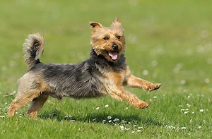 Australian Terrier - Dog Breed Info, Images, Videos, FAQs