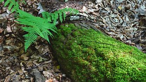 Moss growing on a fallen tree - Free Stock Video