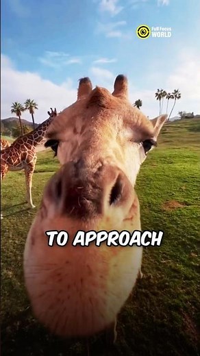 Why Do Giraffes Battle with Their Necks?