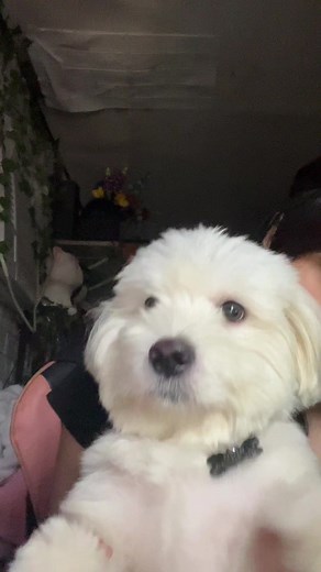 Small Maltese Dog Dance TikTok Compilation