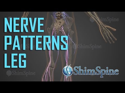 Nerve Patterns Leg