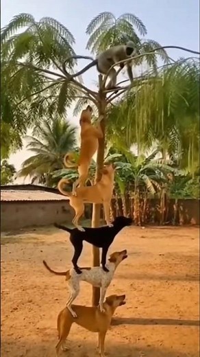 5 Dogs Ka Tower Banakar Langur Ko Pakadne Ki Koshish #shorts #animals #dog #monkey