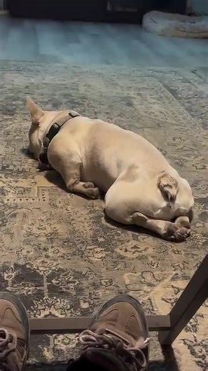 This boy can just drop and sleep however he lands! #tiredboy #frenchieofinstagram #frenchie #frenchbulldoglife #itsarufflife