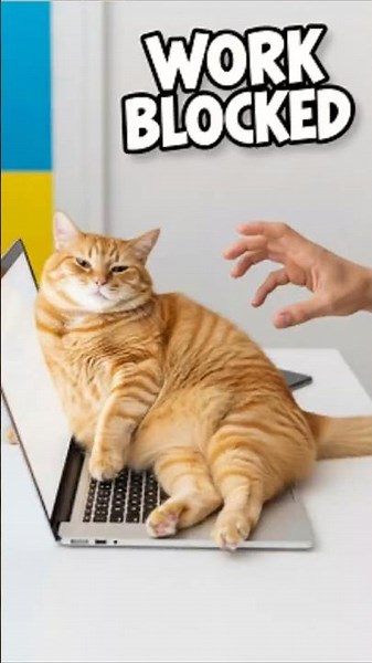 Why Cats LOVE Your Laptop 🖥️😼 | WORK BLOCKED 😹