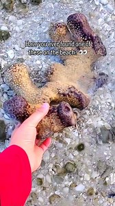 25K views · 55 reactions | Have you ever found one of these strange...