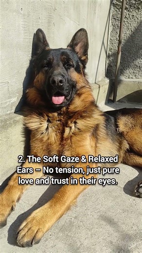 5 signs your dog is happy ☺️ #cutedog #germanshepherd #shepherd