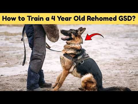 The First 30 Days with Your Rehomed 4-Year-Old GSD | And How to Fix It