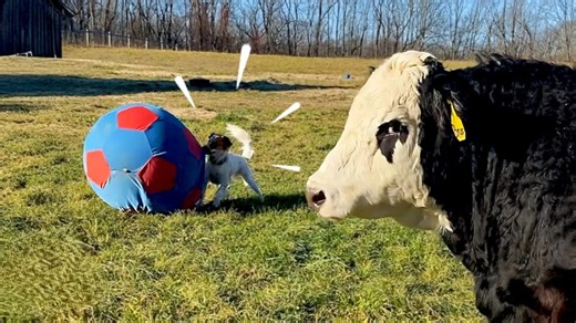 Farm dog falls in love with the new cow - and they become teammates