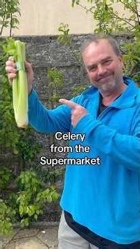 How to grow celery from the supermarket. Based on Simon Akeroyd’s book Grow Your Groceries