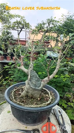 #ficus rumphi bonsai #make ficus bonsai #ytshorts #shorts #shortsfeed #bonsaitree#bonsaicare #bonsai