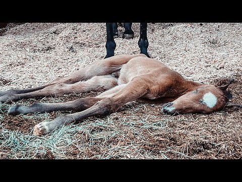 Madigan Squeeze - Dummy Foal Squeeze