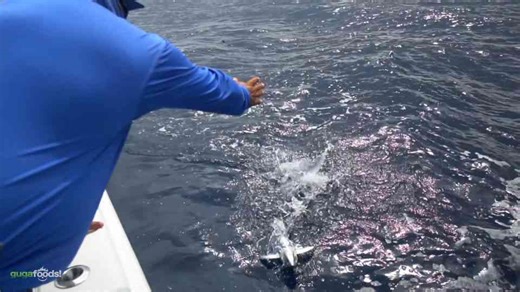 This is how I sear ahi tuna right after the catch