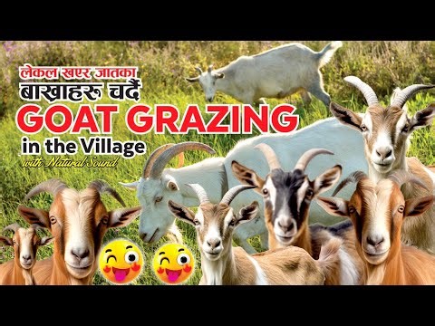 🐐 Goat Grazing in the Village | Peaceful Village Life in Nepal | Natural Sound Video