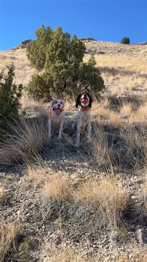 Wild Upland Field Tip: After a long day afield, your dogs will most likely beat you to the truck! Make sure you have water ready and waiting for them. WILD UPLAND | @outdoorchanneltv | @youtube | Season 4 Coming April 2026 • • #mygundog #gundogmagazine #gundogmag #upland #uplandhunting #hunting #gundog #birddog #dog #wildupland #setter #engkishsetter Field Tip Brought to you by: @fiocchiusa | GUN DOG